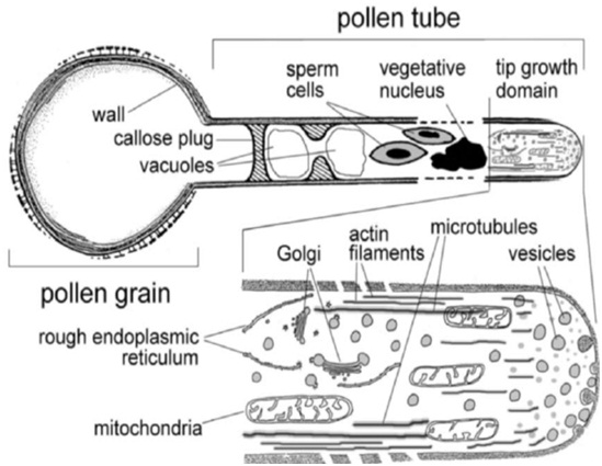 pollen tube growth